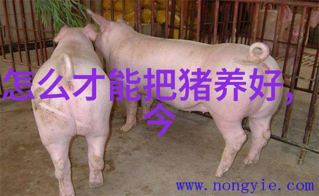 用鸡粪喂猪应当解决好以下几个问题