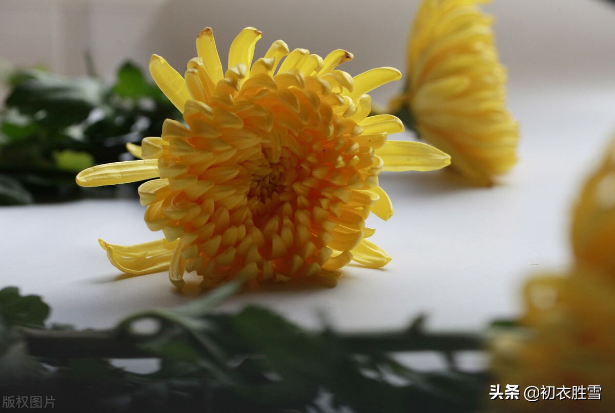 养鸡的基础知识养鸡基本知识视频教程