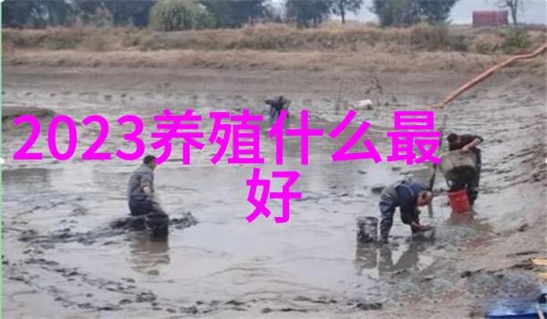 母猪饲料选择失误